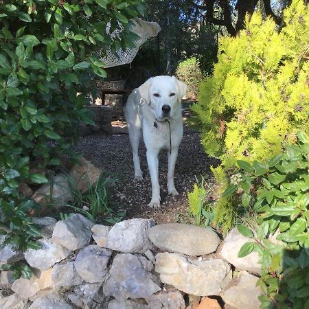 Bed and Breakfast Crazy Foxy Retreats Fox-Amphoux Esterno foto